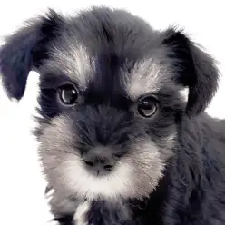 【 ミニチュアシュナウザー 】凛とした美しさのブラック&シルバーの女の子！