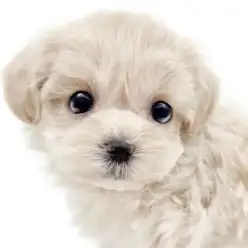 【 マルプー 】ココがイチ推し！きゅんポイント！vol.2