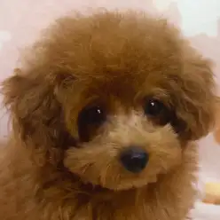 【 トイプードル 】クリスマスイブが誕生日！濃厚レッドカラーの女の子！