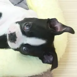 【 ボストンテリア 】仲間入りして1週間経過！見た目に反して癖強？！なボスちゃん