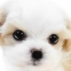 【 MIX 】大人気のキャバリア系ミックス、ブレンハイムが綺麗なマルキャバ!