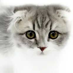 【 スコティッシュフォールド 】触ったら最後!離れることはできません!