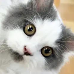 【 ブリティッシュ 】ハチワレ模様と顎髭模様が超可愛いイケにゃんこの2ndブログ