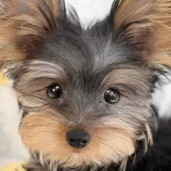 【 ヨーキー 】成長による変化でさらにプレミアム級のルックスになった女の子！