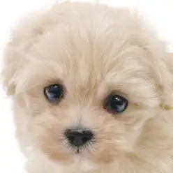 【 MIX 】優しさ溢れるクリーミーテディベア!マルプーちゃんが降臨です!