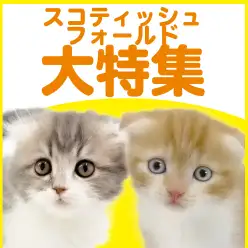 【 スコティッシュフォールド特集 】4/2現在在店中の垂れ耳特集！最新動画付き！