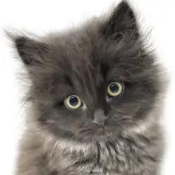 【 ミヌエット 】漆黒の気品と愛らしさを宿したミヌエットの男の子が登場！