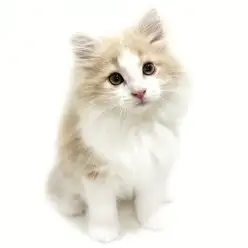 【 ノルウェージャン 】美しく可愛い！甘えんぼ全開の男の子