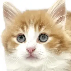 【 ノルウェージャンフォレストキャット 】森の妖精が東日暮里店に降臨！