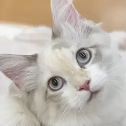 【 ネヴァマスカレード 】コミュニケーション能力抜群な甘えん坊に成長中な女の子！