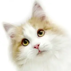 【 ノルウェージャンフォレストキャット 】クリーム色が映える優しい瞳の男の子