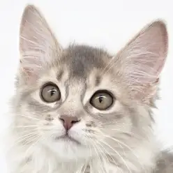 【 ソマリ 】パパはICCダブルチャンピオン!マルワンプレミアムの称号を得た美猫