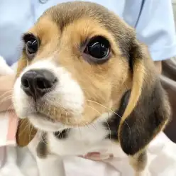 【 ビーグル 】志村タイムズ18号！ぬいぐるみ遊びが上手になったビーグルご紹介！