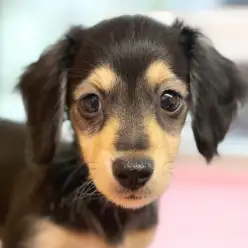 【 ミニチュアダックスフント 】最初は食べて・寝て・トイレする！これが大切！