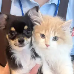 【 チワワ 】サイベリアンちゃまと初対面！猫とも遊べるフレンドリーな女の子！