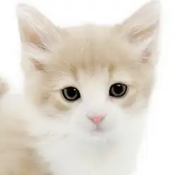 【 ノルウェージャン 】初心者ユーザー必見！天性の人懐っこさを持つイケメン男子！