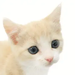 【 マンチカン 】よちよち短足で心奪う、横浜元町のぬいぐるみクリームマンチ！