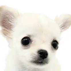 【 チワワ 】愛嬌満点愛されちーちゃんが横浜元町店にやってきた！