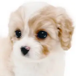 【 キャバション 】奇跡のブレナムスポットを持つブレンハイムのキャバリアMIX！