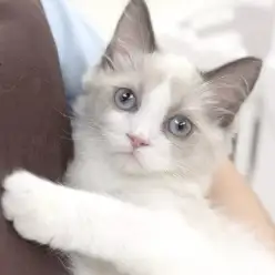 【 ラグドール 】志村タイムズ15号・4カ月を迎えた甘えん坊ラグちゃんをご紹介!