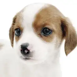 【 ジャックラッセルテリア 】遊びの天才!アウトドア好き必見の最高の相棒!