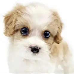 【 キャバション 】ココがイチ推し！きゅんポイント！vol.1