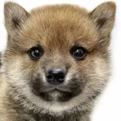 【 柴犬 】和犬代表！コロンとしたボディが魅力的な柴くんが武蔵浦和に仲間入り