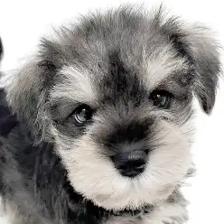 【 ミニチュアシュナウザー 】バレンタイン生まれのソルト＆ペッパー女子降臨！