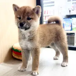 【 柴犬 】優しい遊び方がキュート！むっちりした触り心地の赤柴女子