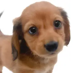 【 カニンヘンダックス 】生後2か月体重810g！レッドカラーの温厚ガール登場！