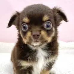 【 チワワ 】小さい体に魅力がぎゅっと詰まったチワワちゃんが志村坂下店に到来！