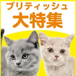 【 ブリティッシュショートヘア特集 】4/16現在在店中の癒し系!最新動画付き!