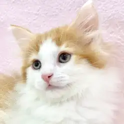 【 ノルウェージャンフォレストキャット 】抱っこと人が大好きなノルくんをご紹介！