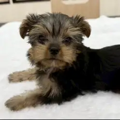 【 ヨークシャーテリア 】生後3ヶ月！小さめサイズの男の子