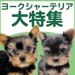 【 ヨークシャーテリア特集 】4/16現在在店中のヨーキー特集!最新動画は必見!