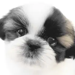 【 シーズー 】鼻ぺちゃ界のアイドル登場！愛らしいお顔でおっとりした性格の女の子