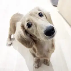 【 ミニチュアダックスフント 】鶴ヶ島っ子ダックスちゃんの成長ブログ!