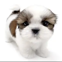 【 シーズー 】遠方からもお問い合わせ多数！絶対会いに来てほしい男の子