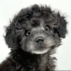 【 トイプードル 】一味違うマイナーカラーが魅力のシルバープーちゃん