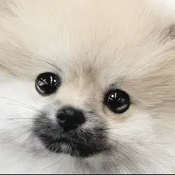 【 ポメラニアン 】プレミアムに間違いなし!圧倒的な可愛らしさの生後3ヶ月!