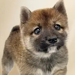 【 豆柴 】争奪戦必須！めったに出会えない胡麻色の男の子が東川口店初登場！