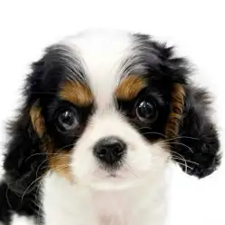 【 キャバリア 】希少なトライの女の子!優しい性格で初めての方にもおすすめ