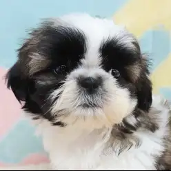 【 シー・ズー 】オイラのチャームポイント！眉毛・瞳・おしりに大注目！