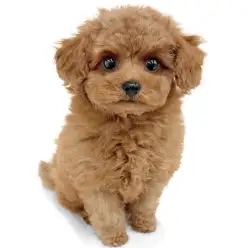 【 トイプードル 】フワフワの天使！甘え上手なトイプーちゃんがやってきたよ！