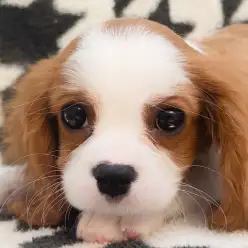 【 キャバリア 】生後3か月を迎えたお留守番もできる甘え上手な女の子！