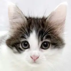 【 メインクーン 】見た瞬間に恋に落ちる！ブラウンタビー&ホワイトの女の子