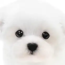 【 マルチーズ 】プレミアム印！真っ白な被毛に包まれた可愛さ満点のおっとりガール