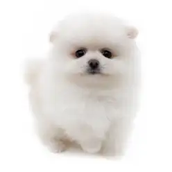 【 ポメラニアン 】生後2ヶ月！ぬいぐるみ級の極上ホワイトポメ
