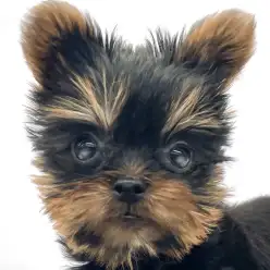 【 ヨークシャーテリア 】小さな輝きに心奪われる！魅力がつまった女の子！