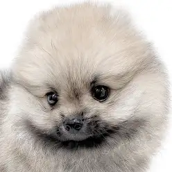 【 ポメラニアン 】たぬき感あふれるウルフセーブルの男の子